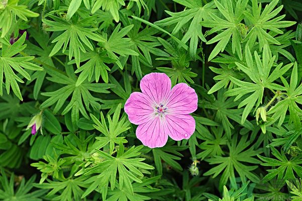 天竺葵有驅(qū)蚊作用嗎？什么植物能驅(qū)蚊子？