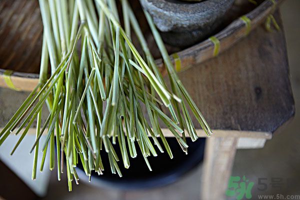 天竺葵有驅(qū)蚊作用嗎？什么植物能驅(qū)蚊子？