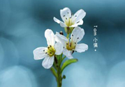 小滿喝什么茶？小滿喝什么茶好？