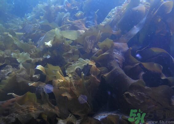 海帶發黃能吃嗎？海帶發黃還可以吃嗎？