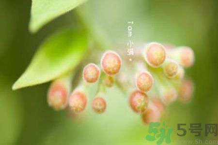 小滿名字的由來？小滿是什么意思？