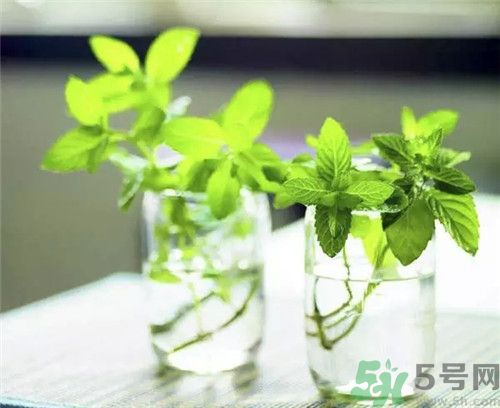 薄荷為什么叫貓薄荷？薄荷和貓薄荷是一種