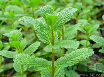 薄荷有什么功效？薄荷的攻效是什么？