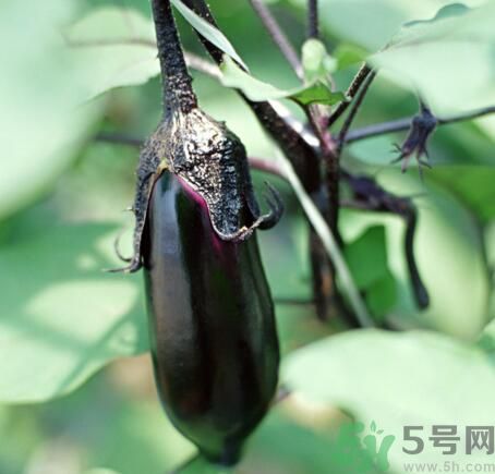 吃茄子會長胖嗎？茄子卡路里高嗎？