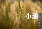小滿為什么要吃苦？適合小滿吃的苦菜