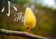小滿名字的由來？小滿是什么意思？