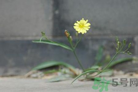 苦菜可以補(bǔ)血嗎？苦菜補(bǔ)血效果怎么樣？