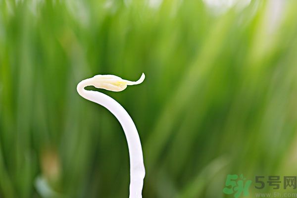 綠豆芽有什么功效？綠豆芽的功效是什么？