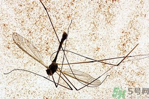 蚊子討厭什么氣味？蚊子討厭什么顏色？