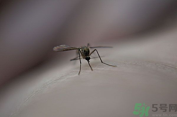 蚊子討厭什么氣味？蚊子討厭什么顏色？