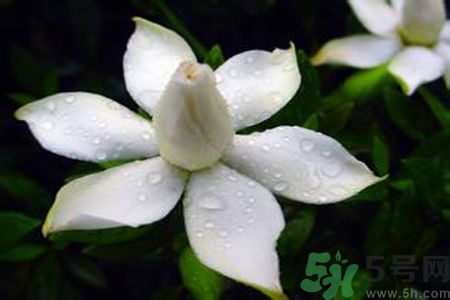 梔子花可以減肥嗎？梔子花怎么減肥？