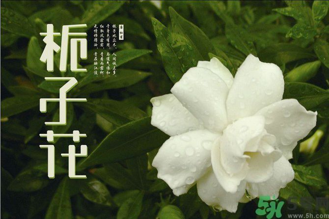 梔子花茶可以補(bǔ)血嗎？貧血可以喝梔子花茶嗎？