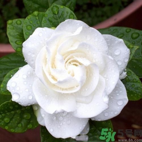 梔子花茶可以補血嗎？貧血可以喝梔子花茶嗎？