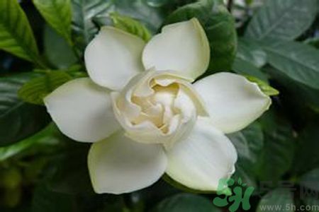 梔子花茶是熱性還是涼性？梔子花茶是涼性的嗎？