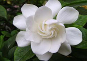 梔子花的葉子為什么會發黃？梔子花的葉子發黃了怎么辦？