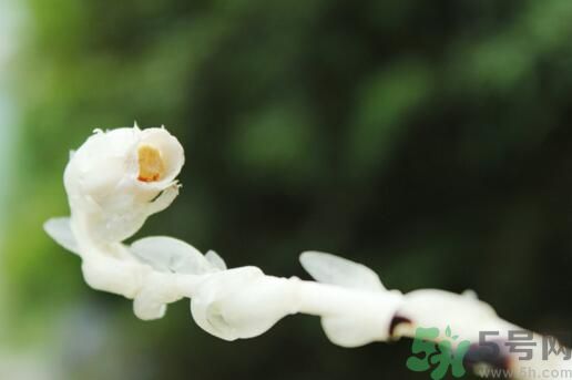 死亡之花可以吃嗎？死亡之花吃了會(huì)中毒嗎？