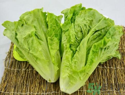 生菜會引起過敏嗎？吃生菜會過敏嗎？