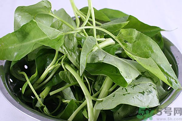 空心菜是菠菜嗎？空心菜是不是菠菜？