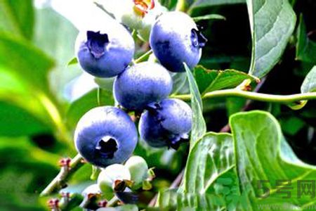 月經(jīng)期間可以吃藍(lán)莓嗎？來月經(jīng)可以吃藍(lán)莓嗎？