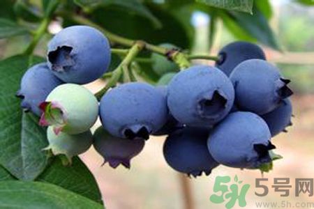 藍(lán)莓上面的白色的東西是什么？藍(lán)莓上面的白色的東西可以吃嗎？