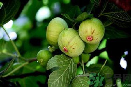 無花果是發物嗎？無花果樹不是發物？