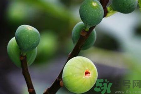 無花果是酸性還是堿性？無花果是堿性嗎？