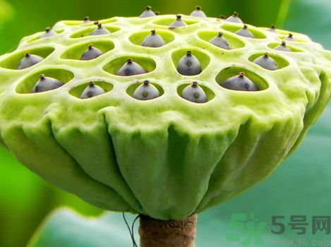 月經期可以吃蓮蓬嗎?來大姨媽能吃蓮蓬嗎?