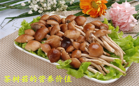 茶樹(shù)菇
