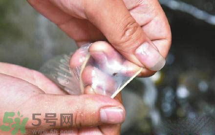 3個(gè)月懷孕2次 怎么辨別避孕套優(yōu)劣？
