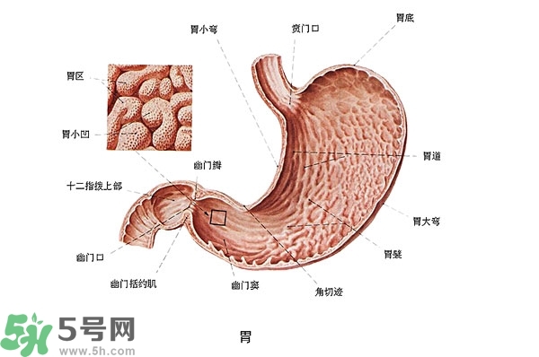 防胃癌的食物有哪些？多吃什么預防胃癌？