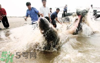 發洪水怎么抓魚？發洪水時的抓魚方法