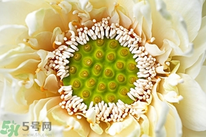 蓮蓬是什么東西？蓮蓬是什么顏色的？