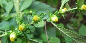 鹿活草真的有嗎？鹿活草貴嗎鹿活草哪里有？