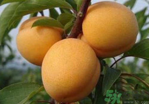 杏子皮可以吃嗎？吃杏子要剝皮嗎？