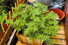 驅(qū)蚊草可以驅(qū)蚊嗎？驅(qū)蚊草有用嗎？
