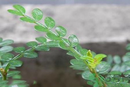 驅(qū)蚊草可以驅(qū)蚊嗎？驅(qū)蚊草有用嗎？