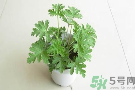 驅蚊草孕婦可以聞嗎？驅蚊草對孕婦有害嗎？