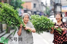 夏天可以用艾草驅蚊嗎？夏天可不可以用艾草驅蚊？
