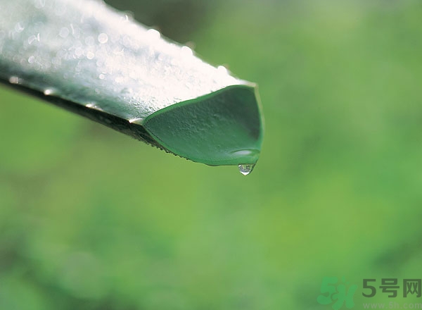 蘆薈能治痱子嗎？長痱子用什么藥？