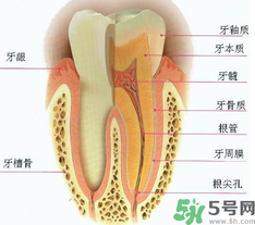 牙齒根管治療多少錢？根管治療一顆要多少錢？