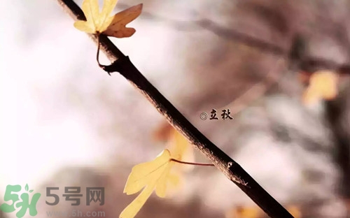 早立秋是什么?早立秋和晚立秋的區別