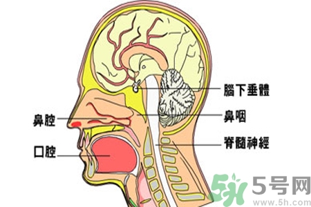 鼻咽癌的治療方法是什么？鼻咽癌可以用什么藥物治療？