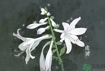 處暑喝什么茶？處暑養生茶推薦