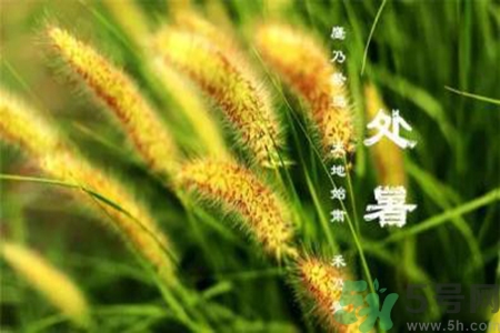 處暑喝什么茶？處暑養生茶推薦