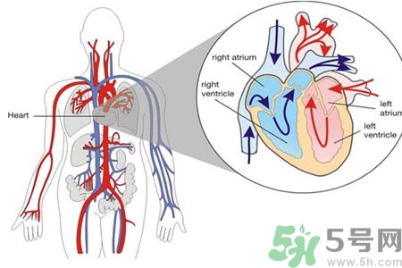 如何預(yù)防心臟病？心臟病的禁忌癥有哪些？