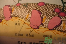 膽固醇對人體有傷害嗎？膽固醇是什么？