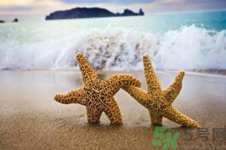 海星可以離開(kāi)水嗎？海星離開(kāi)水還可以活多久？