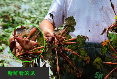 菱角是發(fā)物嗎？菱角是寒性的嗎？