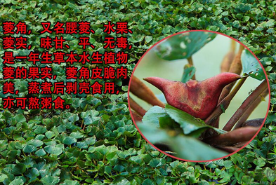 菱角是發(fā)物嗎？菱角是寒性的嗎？
