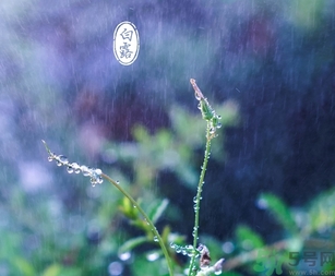 白露茶是什么茶？白露為什么要喝白露茶？
